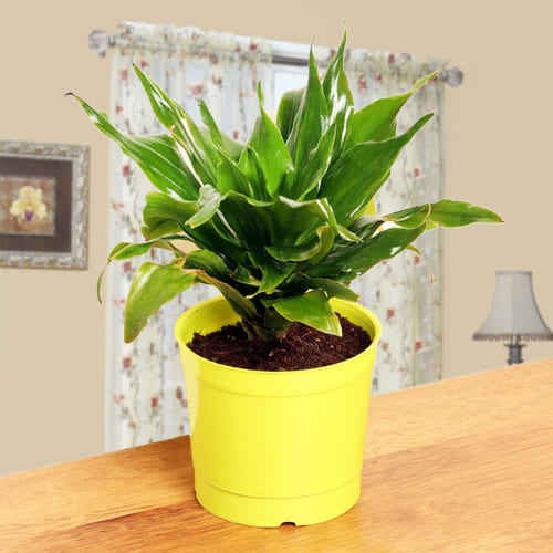 Brilliant Dracaena Compacta Plant in Plastic Pot