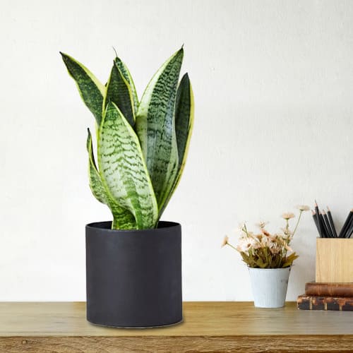 Elegant Gift of Snake Plant in Plastic Pot