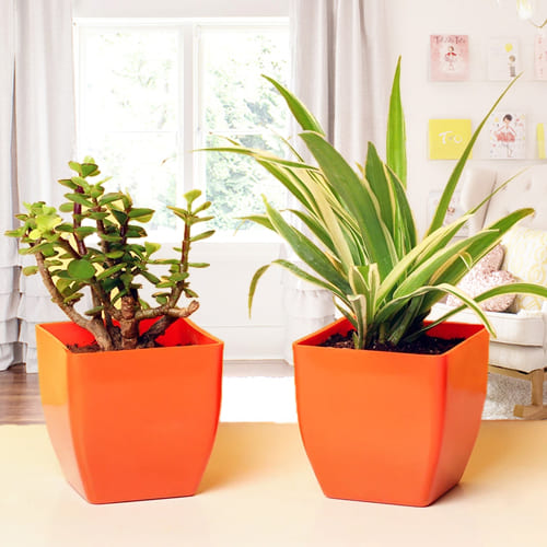 Remarkable Jade Plant N Spider Plant in Plastic Pots