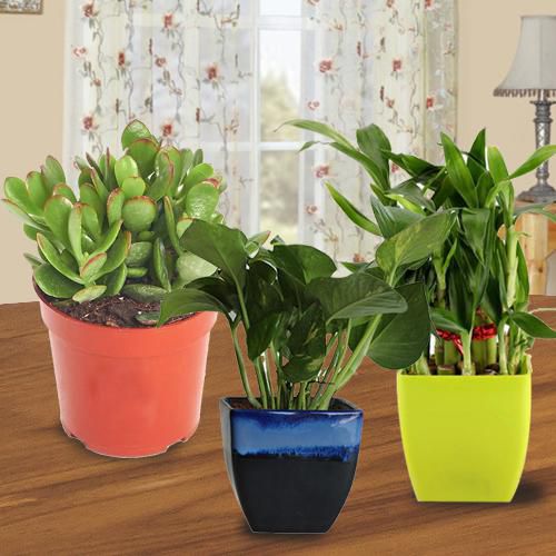 Charming Gift of 3 Indoor Plants for Health Wealth N Luck