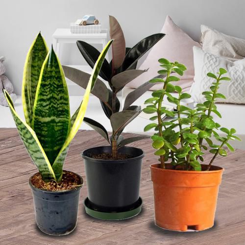Botanical Gift Set of Three Air Purifying Planter
