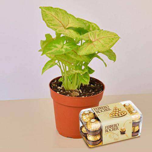 Festive Gift Pack of Potted Syngonium Plant N Chocolates