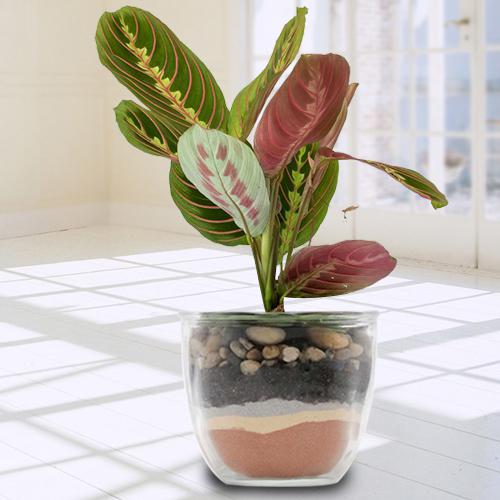 Exquisite Maranta Prayer Indoor Gift Plant in a Glass Pot