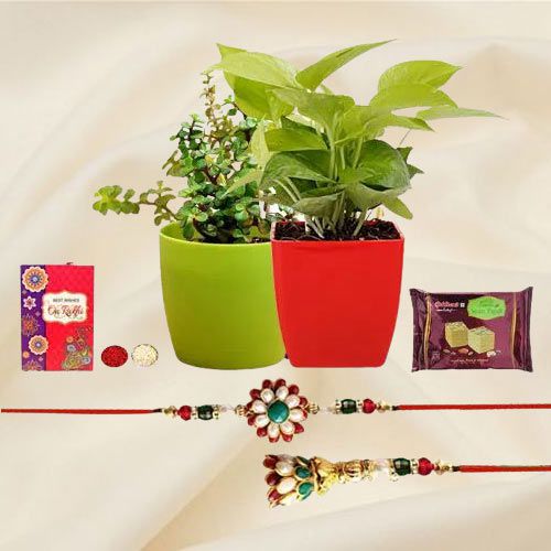 Distinctive Combo of Money N Jade Plant with Lumba Rakhi