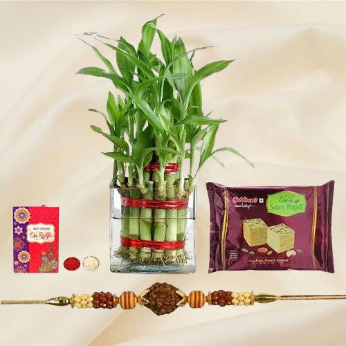 Stunning Rudraksh Rakhi N 2 Tier Bamboo Plant