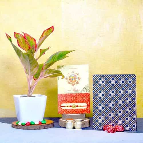 Kundan Rakhi Aglaonema Plant Choco Combo Kundan Rakhi Aglaonema Plant Choco Combo